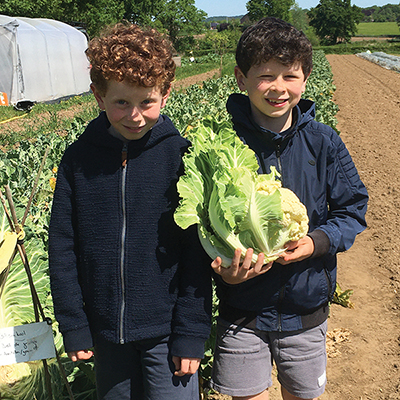 Member-harvested CSA runs on trust and efficient small-scale mechanization